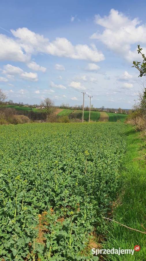 Pole rolne 77 a Siedlec