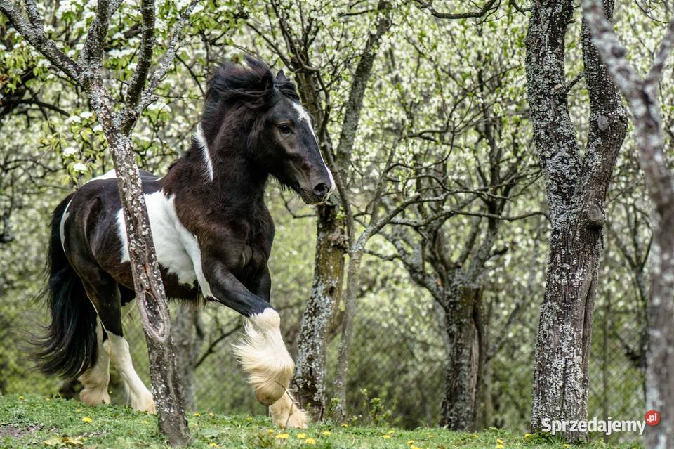 Sprzedam tinkera Konie sprzedam