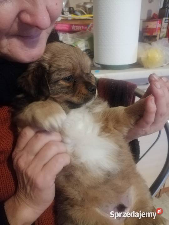 Sprzedam pekińczyki mieszane z shitzu świętokrzyskie sprzedam