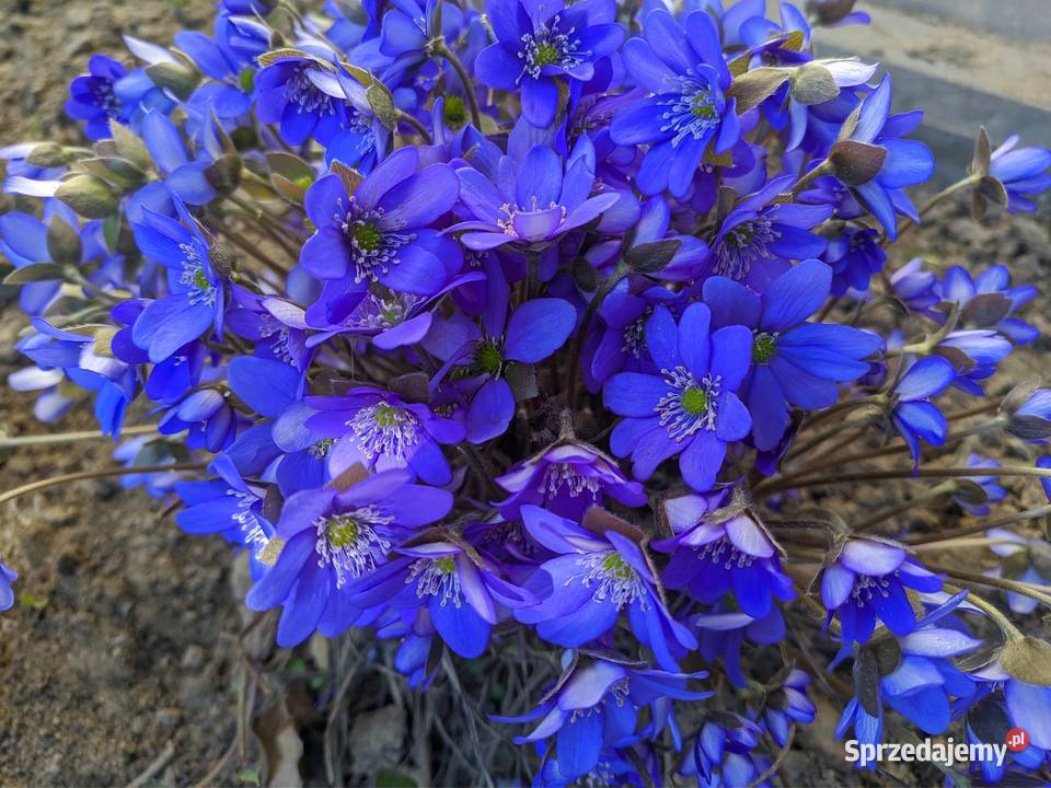 Przylaszczka zakwitnie w tym roku lubelskie Lublin