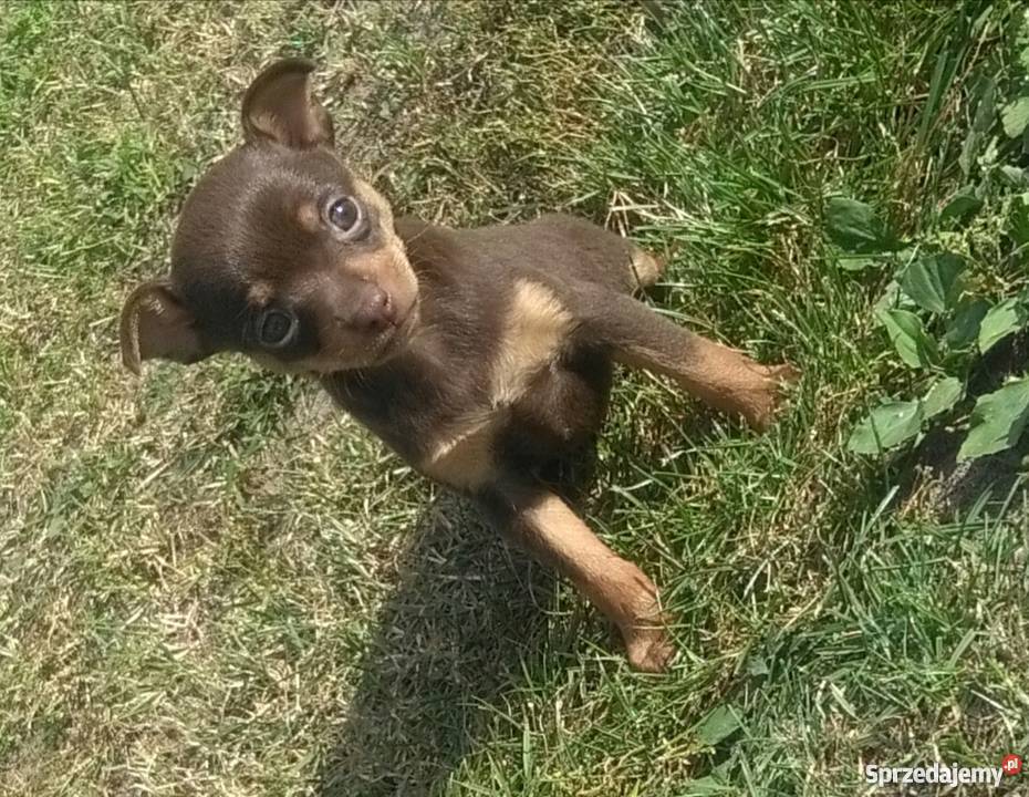 Pinczer miniaturowy Psy Poznań