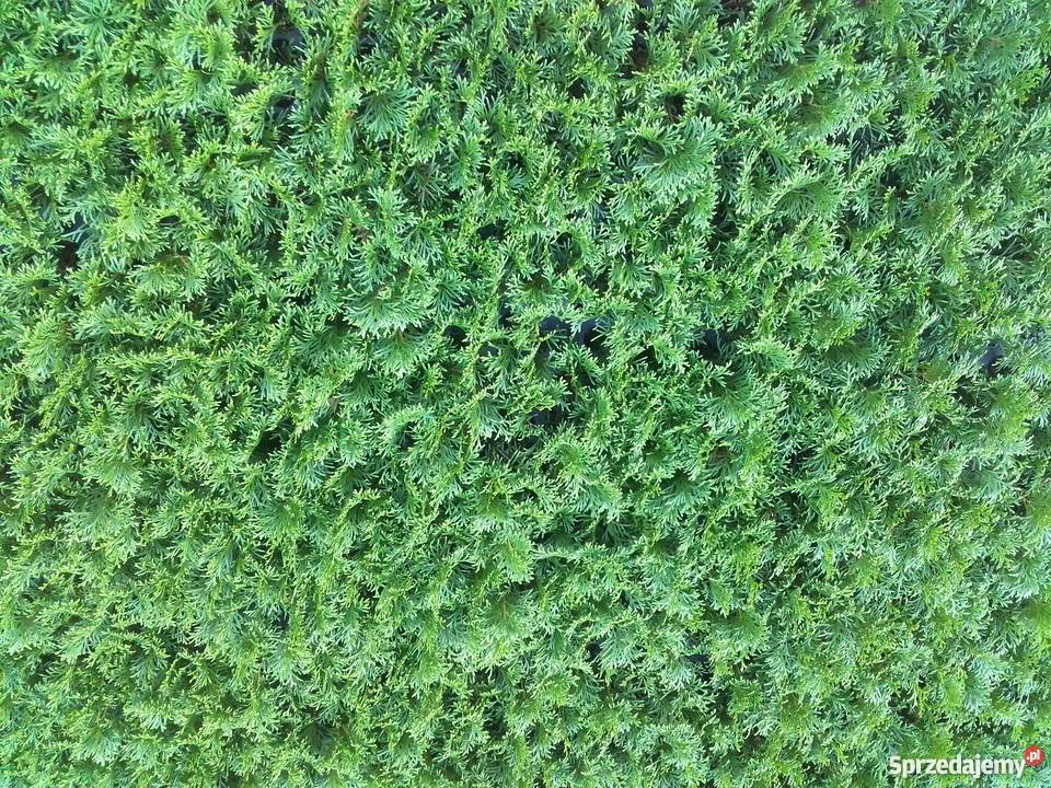Tuja Szmaragd Multiplaty Tarnów