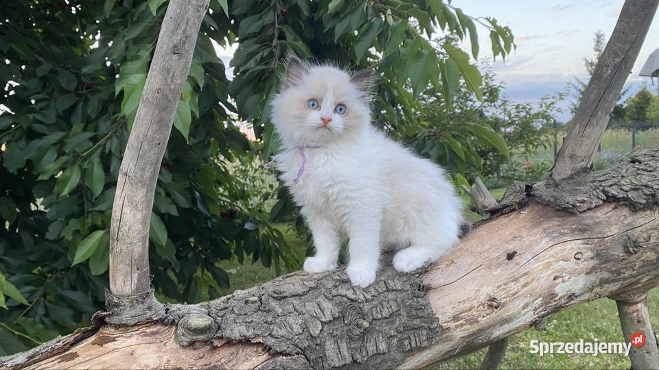 Gotowe do odbioru Ragdoll z prawdziwym rodowodem Katowice