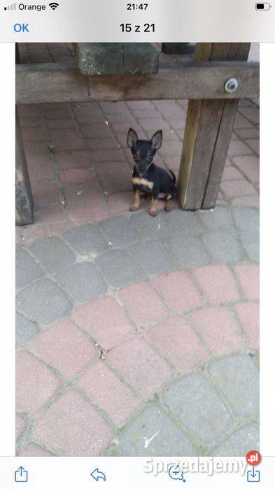 Pinczer miniaturowy szczeniaki pieski i suczki Klimontów