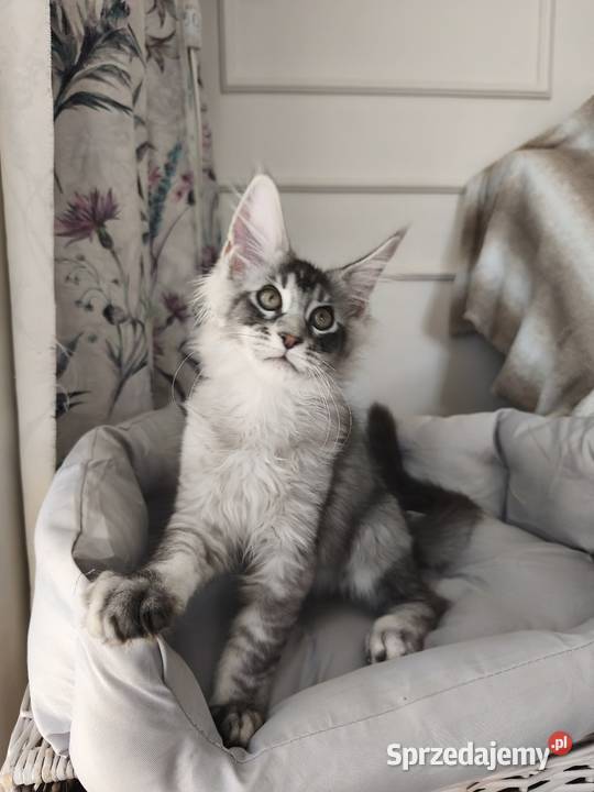 Kocurek Maine coon Amon