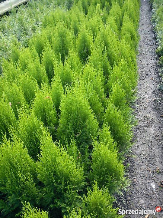 Tuja Aurea Nana tuja żółta książkowa Proszowice