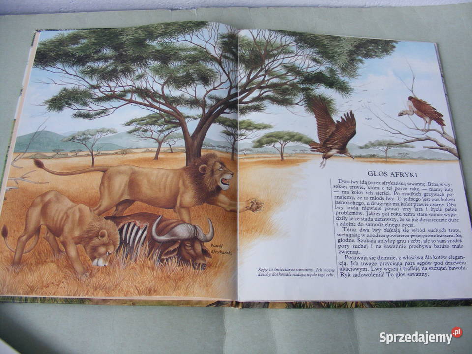 Atlas zwierząt z lwem Mój barwny atlas zwierząt Oborniki Śląskie