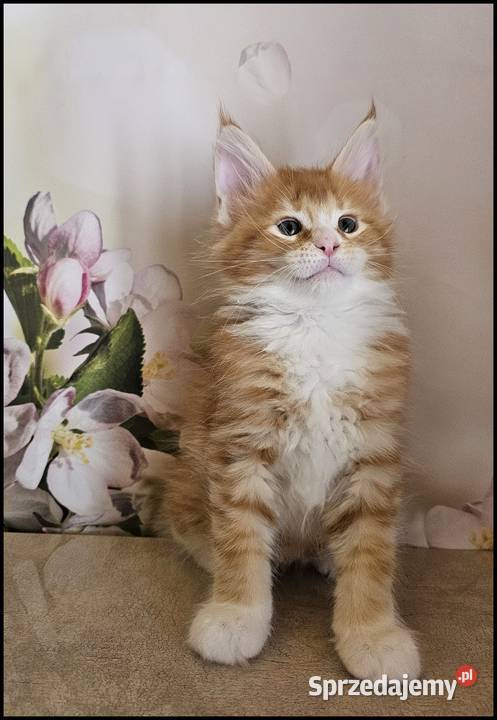 Kocurek Maine Coon Necati Kraków