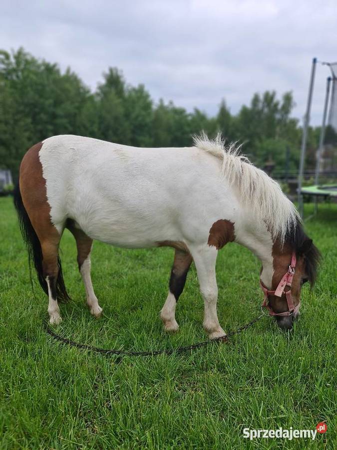 Kucyk klacz źrebna małopolskie