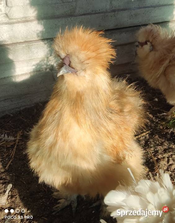 Jajka lęgowe stadzie ze zdjęć Łochów sprzedam