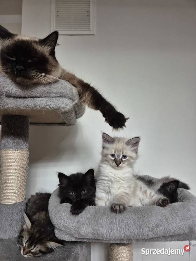 KOCUREK Neva Masquerade rodowód FPL Stary Broniszew