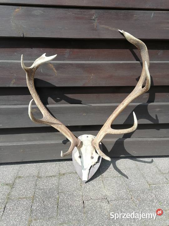 Trofeum myłkusa poroże jelenia