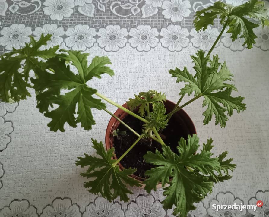 Geranium anginka roślina leczniczaKwiat domowy Łódź