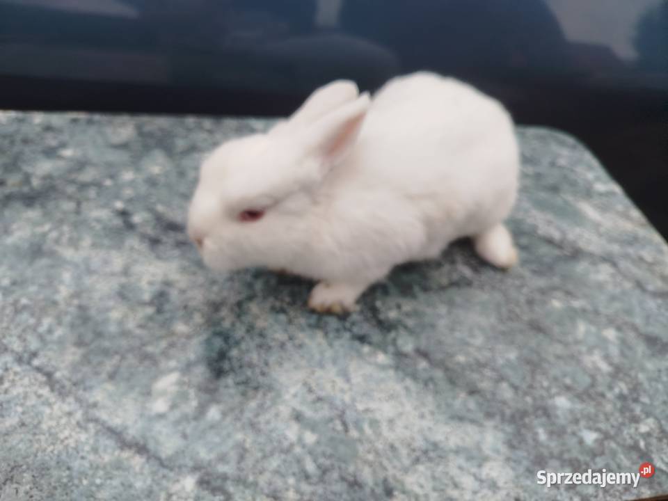Hermelin czerwnooki Gryzonie Białkowo