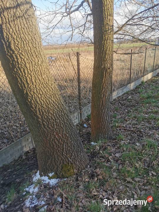 Dąb gruby Dęby na pniu 2 do samodzielnej wycinki