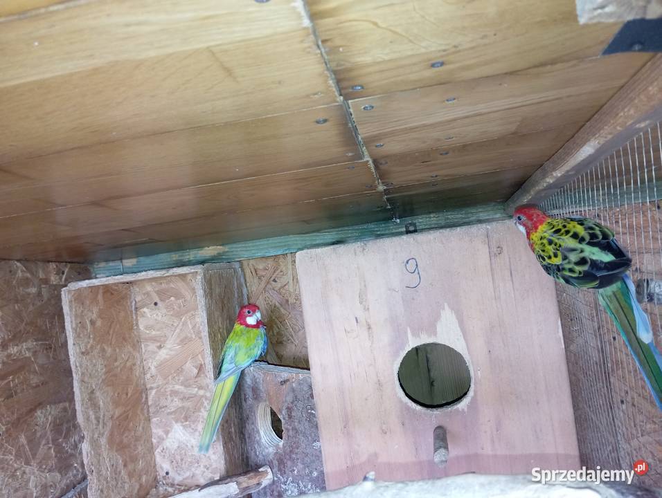 Rozelle białolice para lęgowa podkarpackie Jasło sprzedam