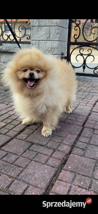 Pomeranian Kutno sprzedam