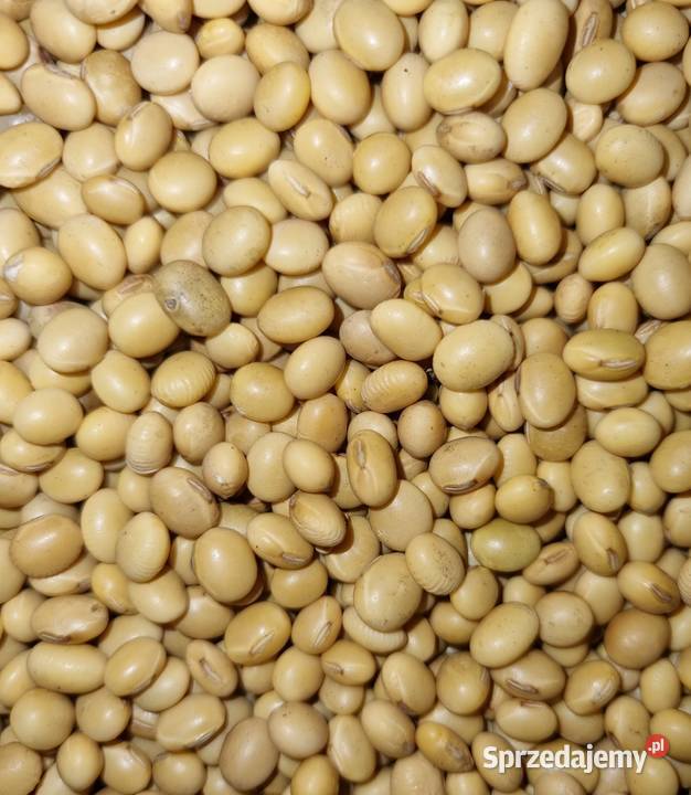 Soja Abaca Ostrzeszów sprzedam