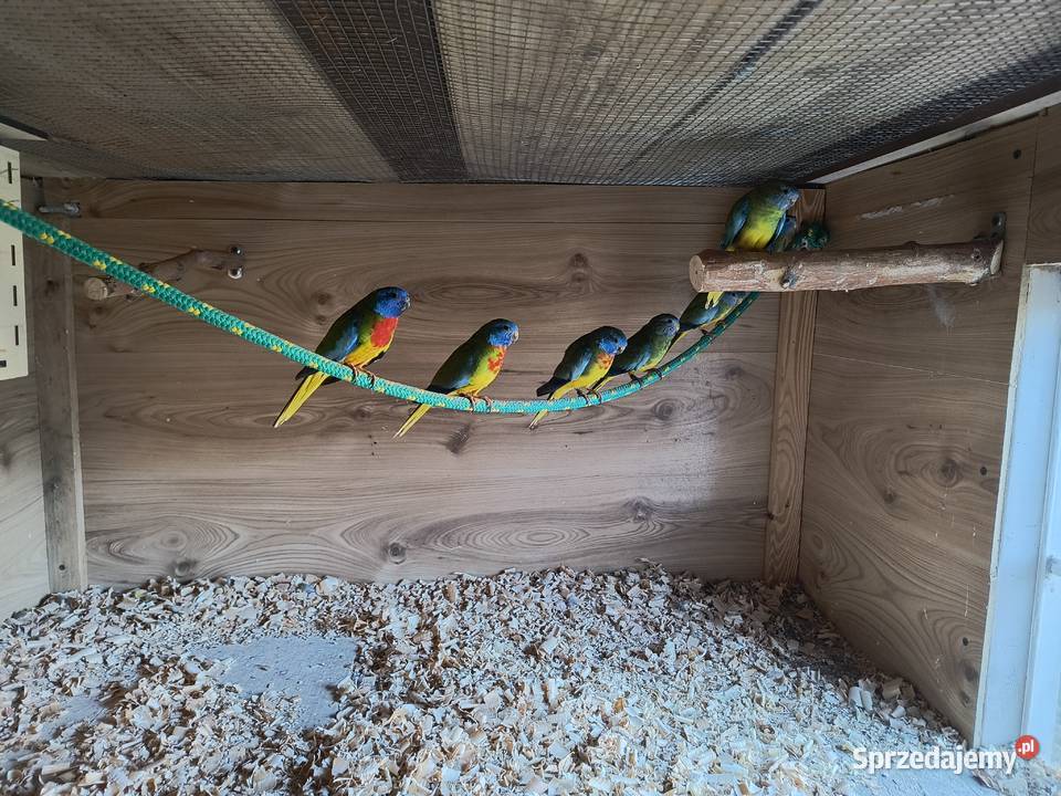 Łąkówki Wspaniałe Gniezno