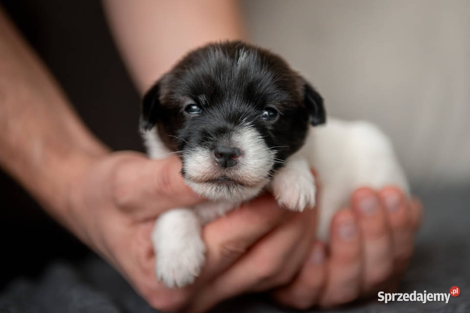 Szczenięta Jack Russell Terrier ZKwP czarnobiałe łódzkie Kutno