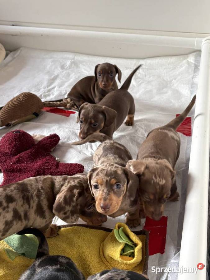 Jamnik miniaturowy Sochaczew