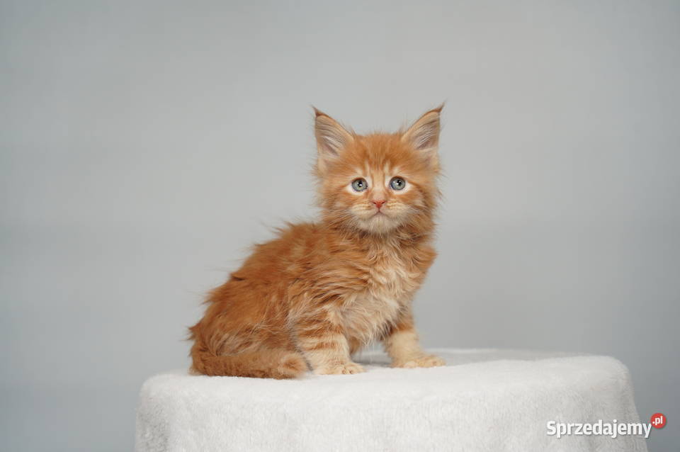 Kocięta Maine Coon wielkie koty