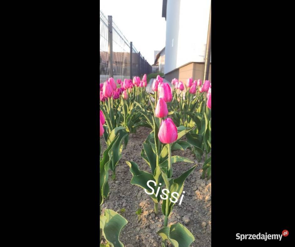 Sprzedam Cebulki Tulipanów Holenderskich Zamość sprzedam