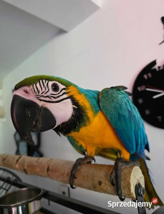 Ara Ararauna samiczka Ptaki Steklno