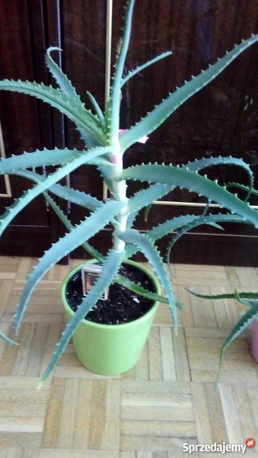 Aloes roślina doniczkowa dekoracyjna i zdrowotna Warszawa