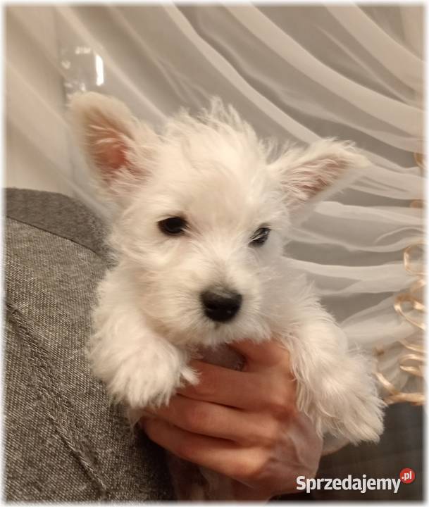 ZKwP FCI West Highland White Terrier DNA CMO0 Częstochowa sprzedam