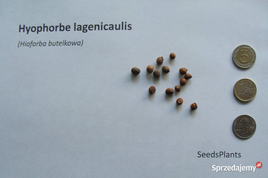 HIOFORBA BUTELKOWA Hyophorbe lagenicaulis Lubanie sprzedam