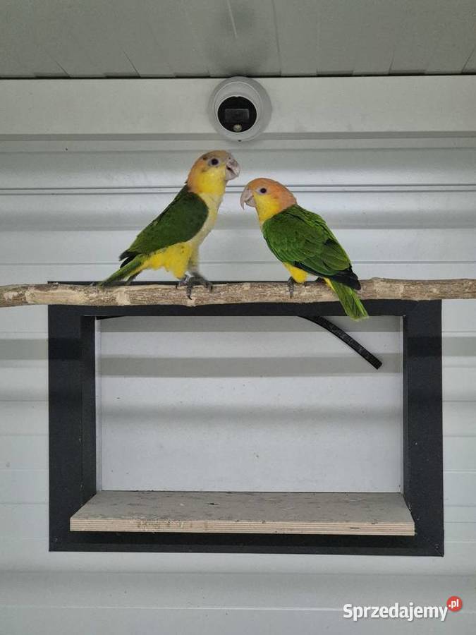 Barwinki pary lęgowe Rakoniewice