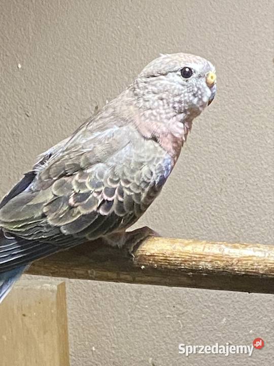 Spzedam papugi lilianki