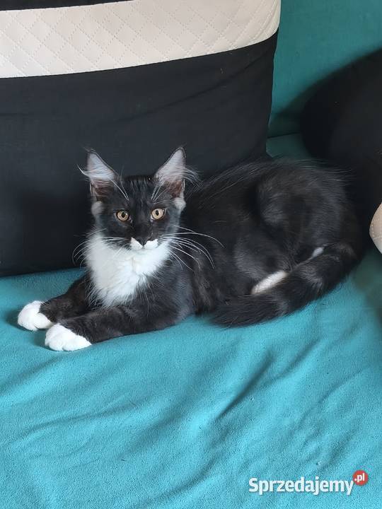 Kocu rasy Maine coon z rodowodem ostatni wolny Kielce