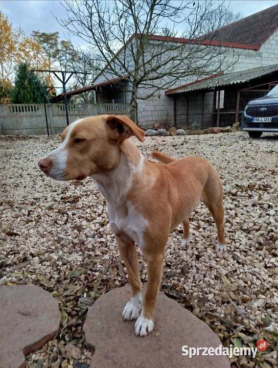 American pitbull terrier Red nose świętokrzyskie Nieprowice sprzedam