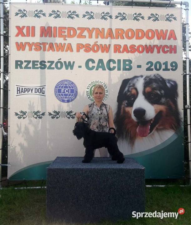 SZNAUCERY MINIATUROWE czarne urocze szczeniaczki Kraków sprzedam