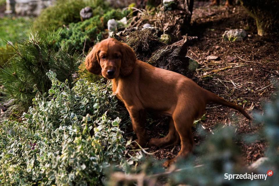 Seter Irlandzki FCI Częstochowa