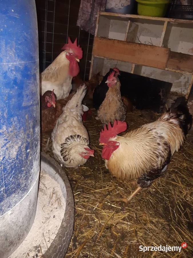 Kogut Drób i ptactwo łódzkie Poddębice