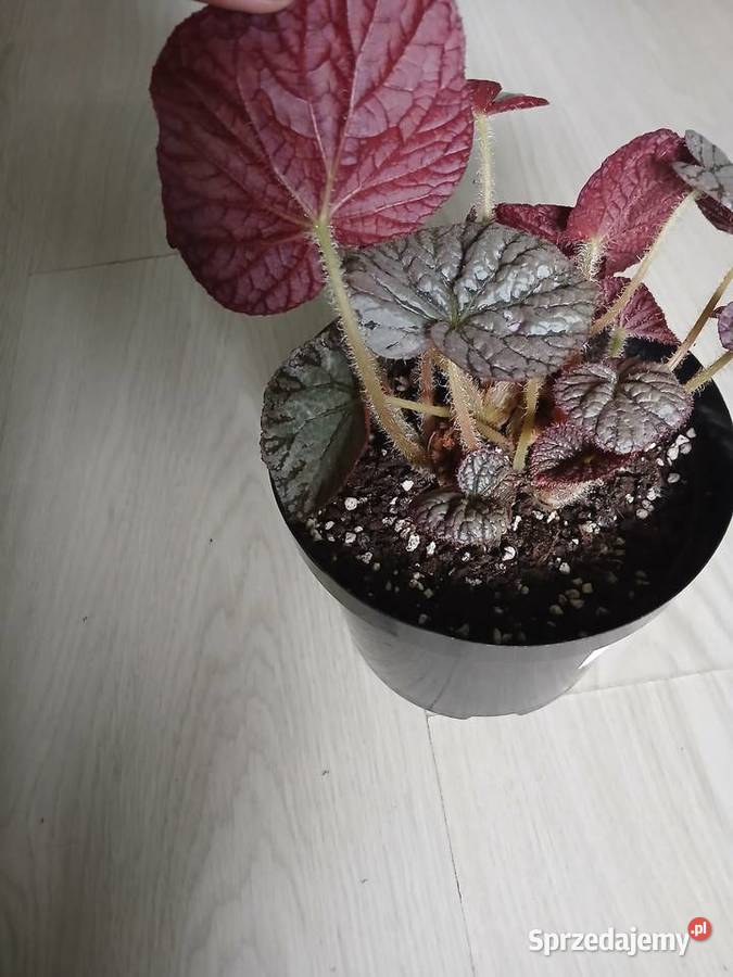 Begonia silver lace srebrna Częstochowa