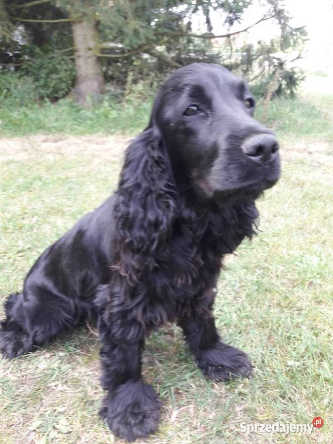 Cocker Spaniel Angielski sunia