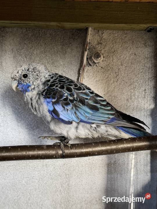 Rozella Ptaki śląskie Pszczyna