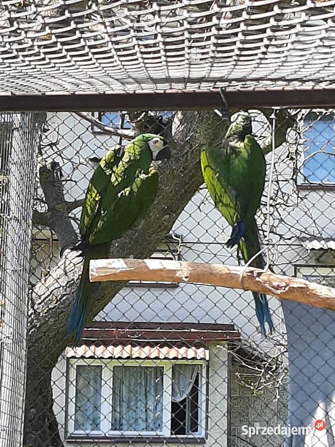 Ary severa para lęgowa Skała