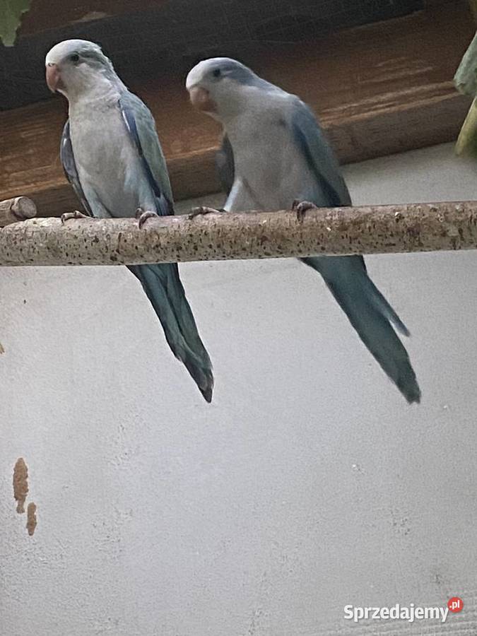 Papug Mnichy nizinne wielkopolskie Konin