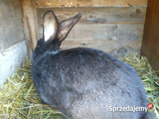 królika rasy Belgijski Olbrzym Zwierzęta Jarocin