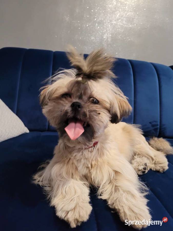 Sprzedam dwa pieski shih tzu 6 miesięczne Prudnik