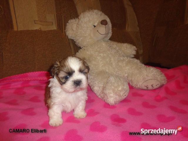 Szczenięta Shih Tzu Głogów Gaworzyce sprzedam