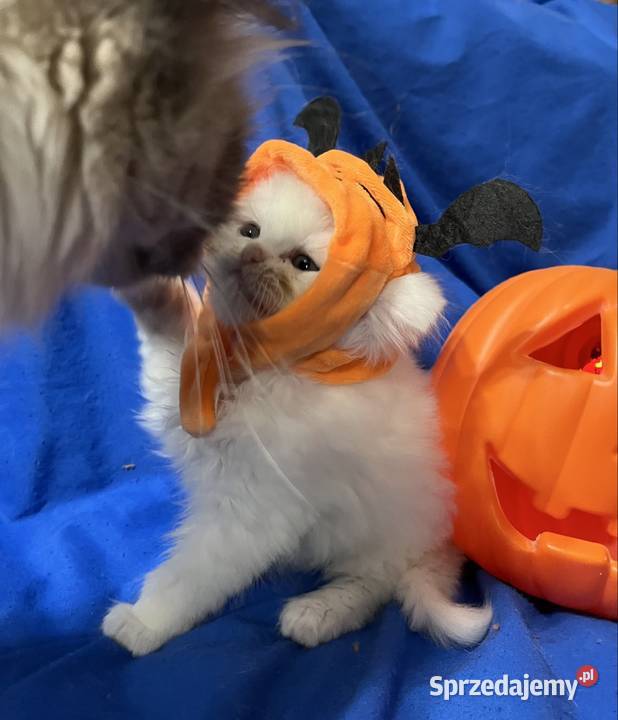 Michel i Edmund kocurki perskie Piorunówek