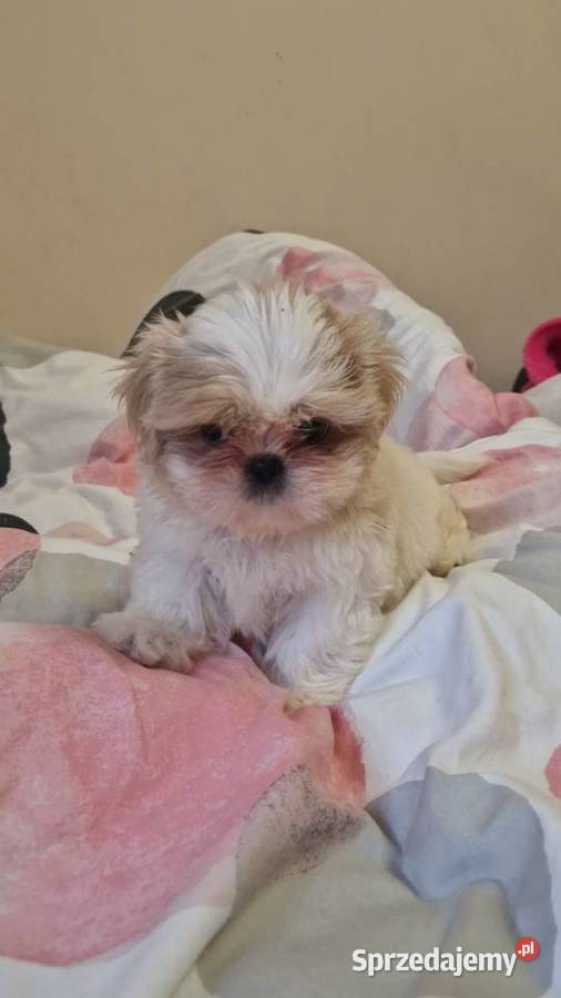 Shih tzu z rodowodem suka rodowód dolnośląskie Lwówek Śląski sprzedam