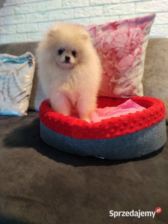 Pomeranian 4mce suczka kremowa Bolesławiec
