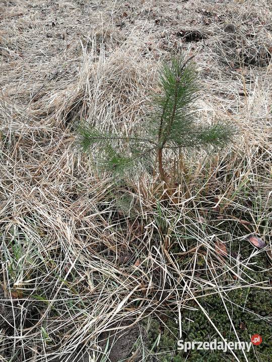 Sadzonki sosen sosny dębu dąb brzozy na zdjęciu Błonie sprzedam